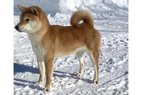 のの柴犬-